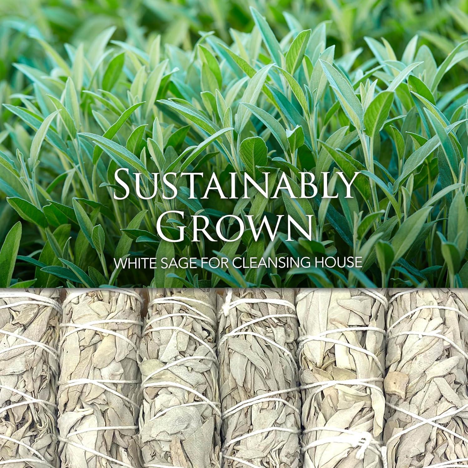 Palos de Salvia Blanca AosBet - 10.16 cm - 12 Unidades