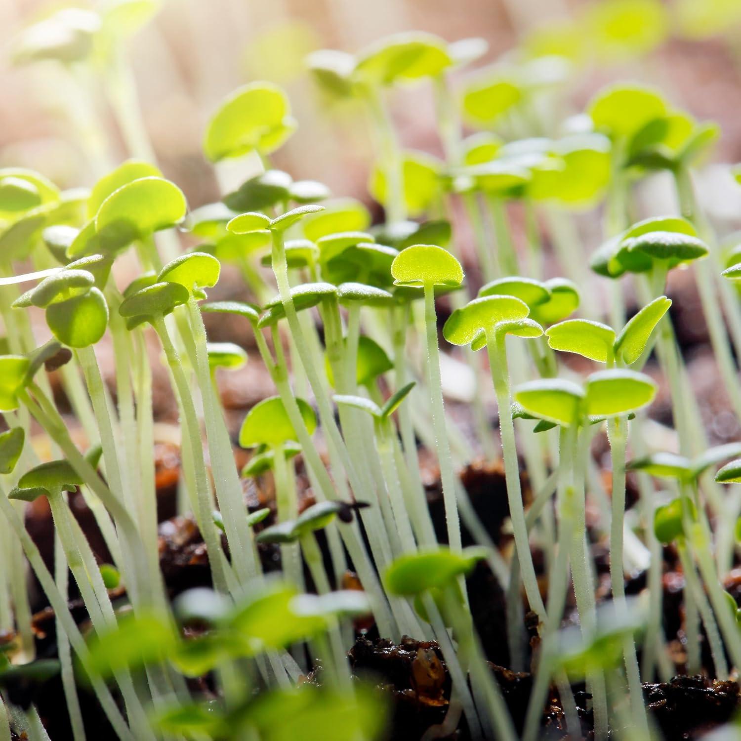 Hojas de Tomillo GranAroma 85g - Hierba Tradicional Aromática