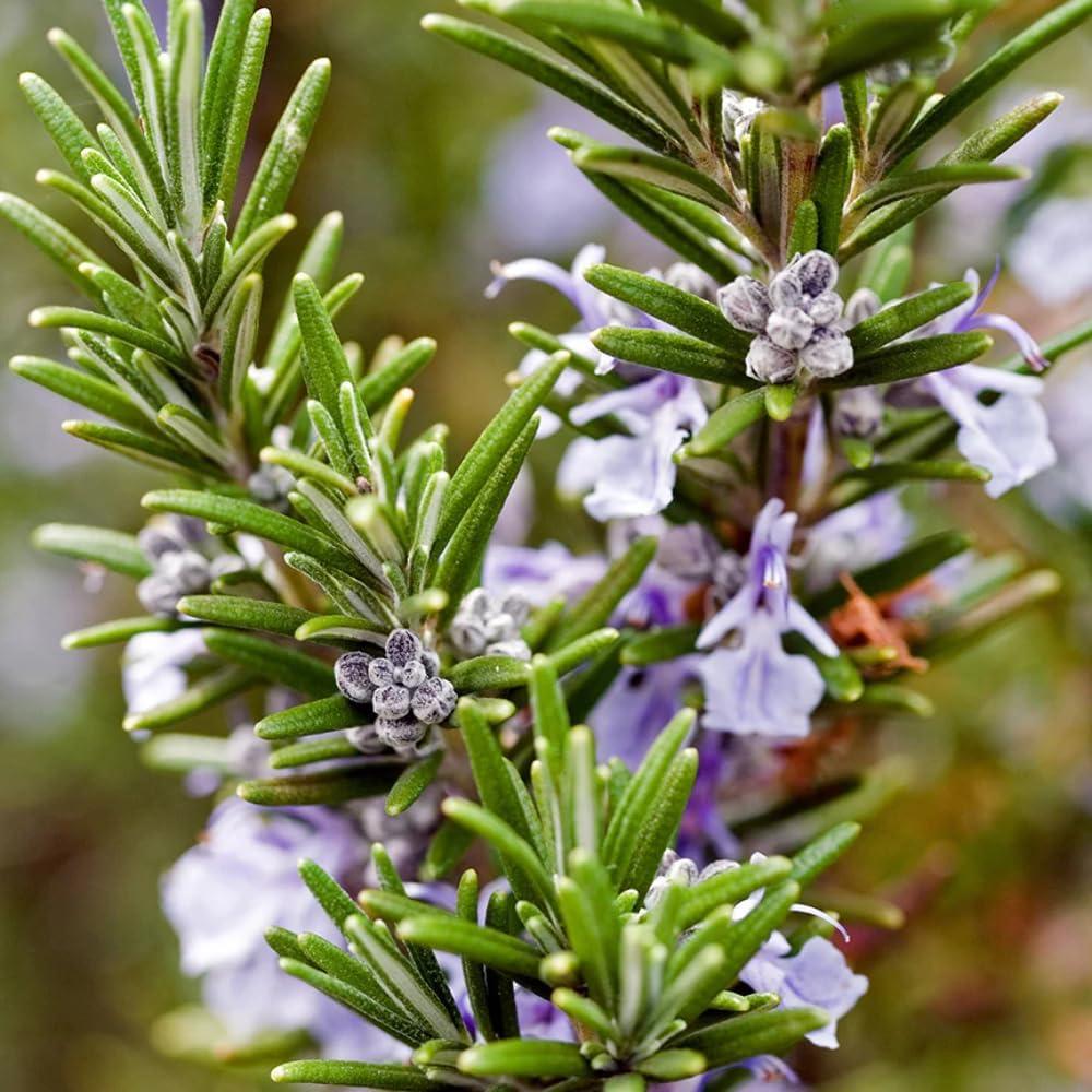 Aceite Esencial de Romero Verbenone Aromatics 5ml Puro