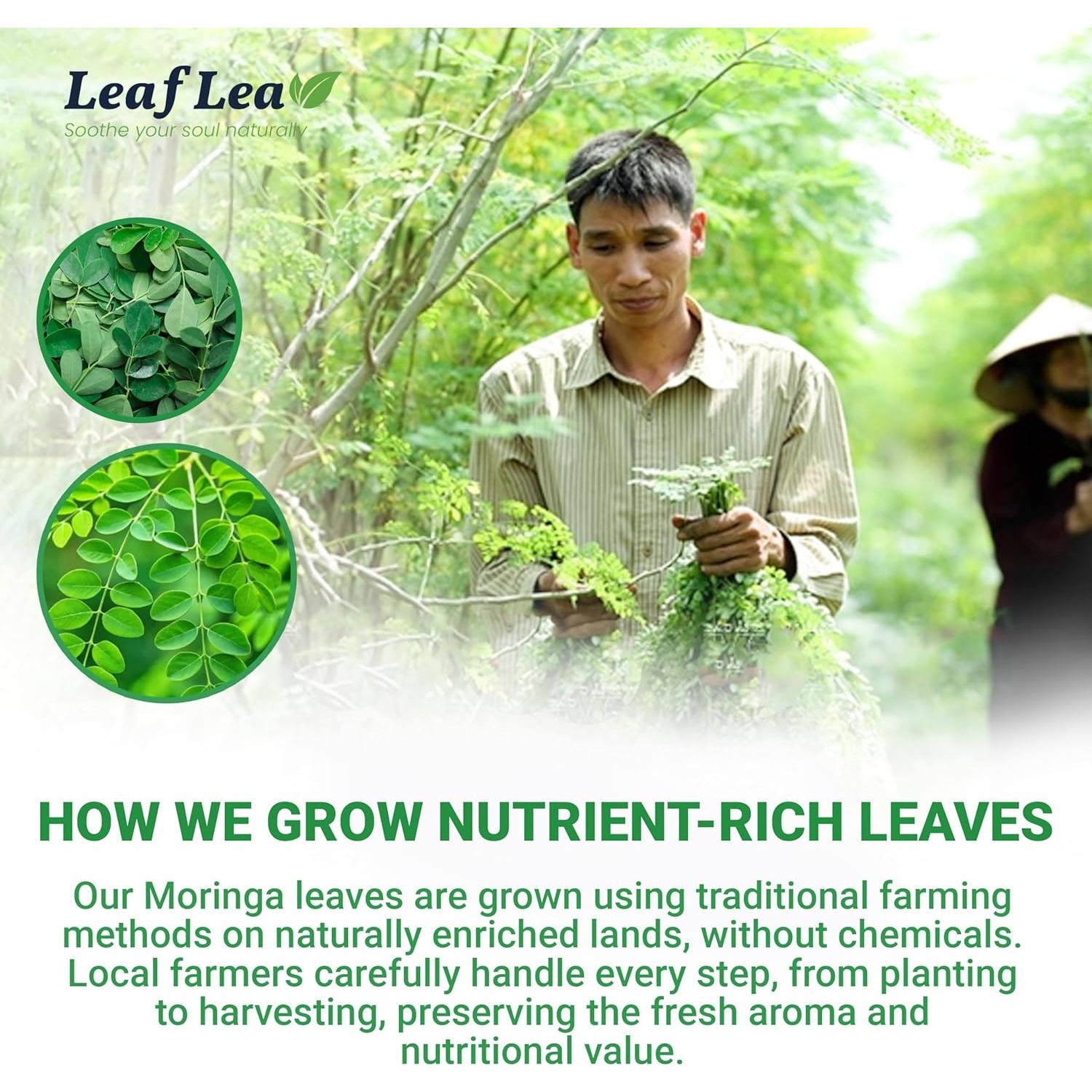 Té de Moringa LeafLea 40 Bolsitas 100% Natural Sin Cafeína