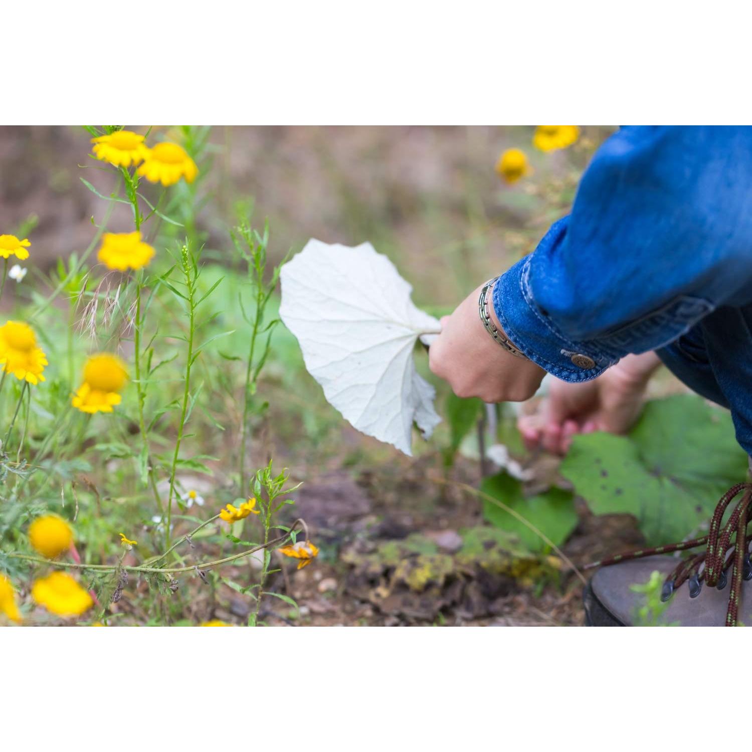 Té Herbal Hoja de Coltsfoot Health Embassy 50g - Natural y Libre de OGM