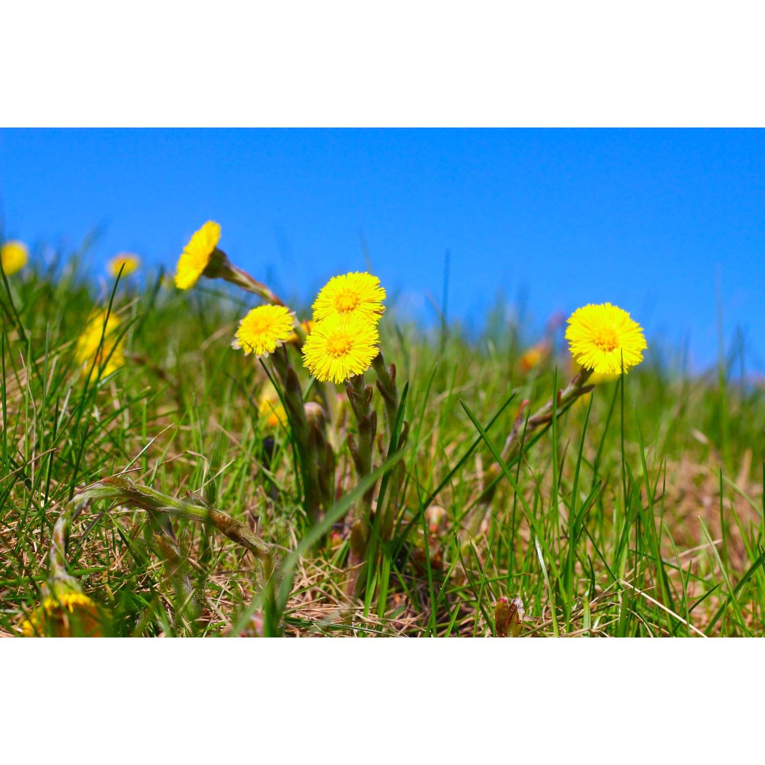 Té Herbal Hoja de Coltsfoot Health Embassy 50g - Natural y Libre de OGM