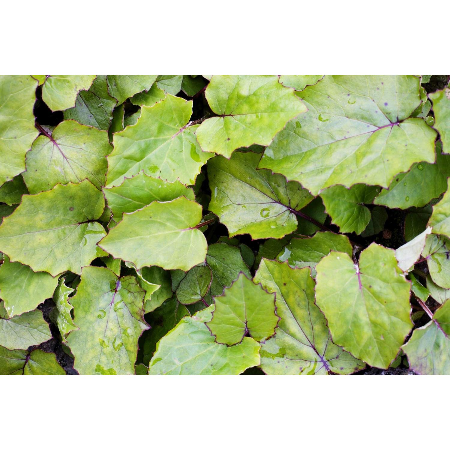 Té Herbal Hoja de Coltsfoot Health Embassy 50g - Natural y Libre de OGM