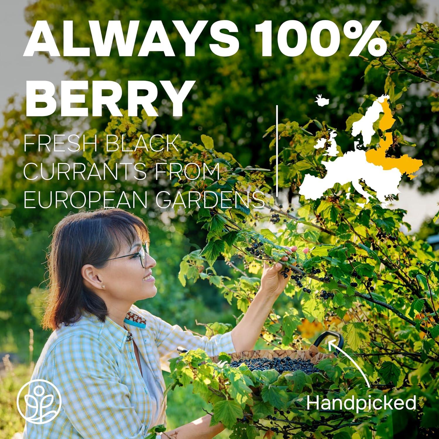 Polvo de Grosella Negra Orgánico 141.75 g - Jungle Powders