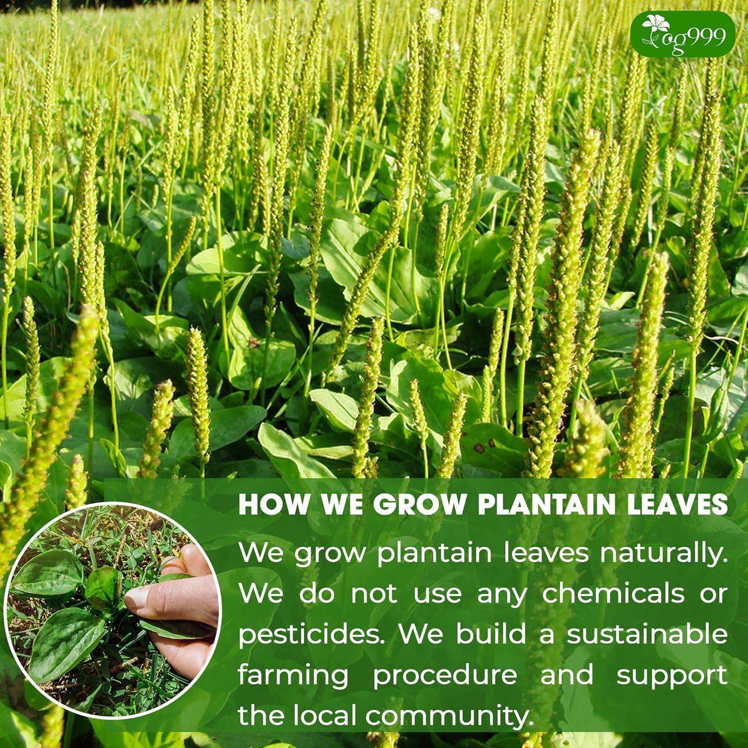 Té de Plátano TOG999 60 Bolsitas 100% Natural Vegano