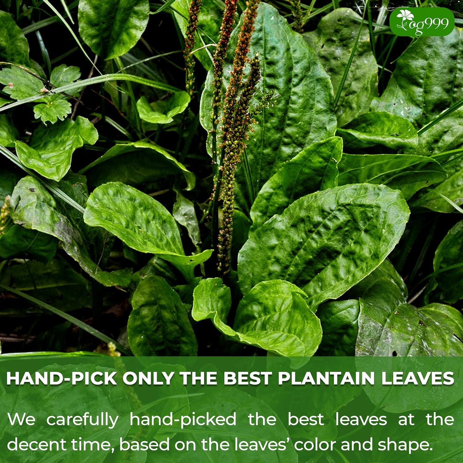 Té de Plátano TOG999 60 Bolsitas 100% Natural Vegano