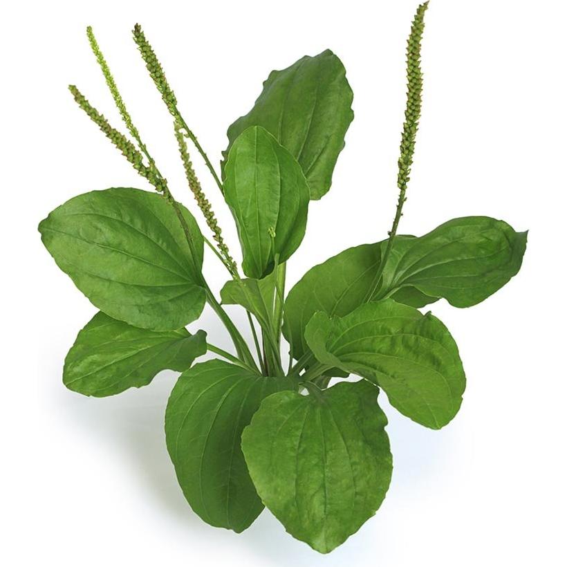 Hojas Secas de Plátano Orgánicas Biokoma 50g - Té Herbal Natural