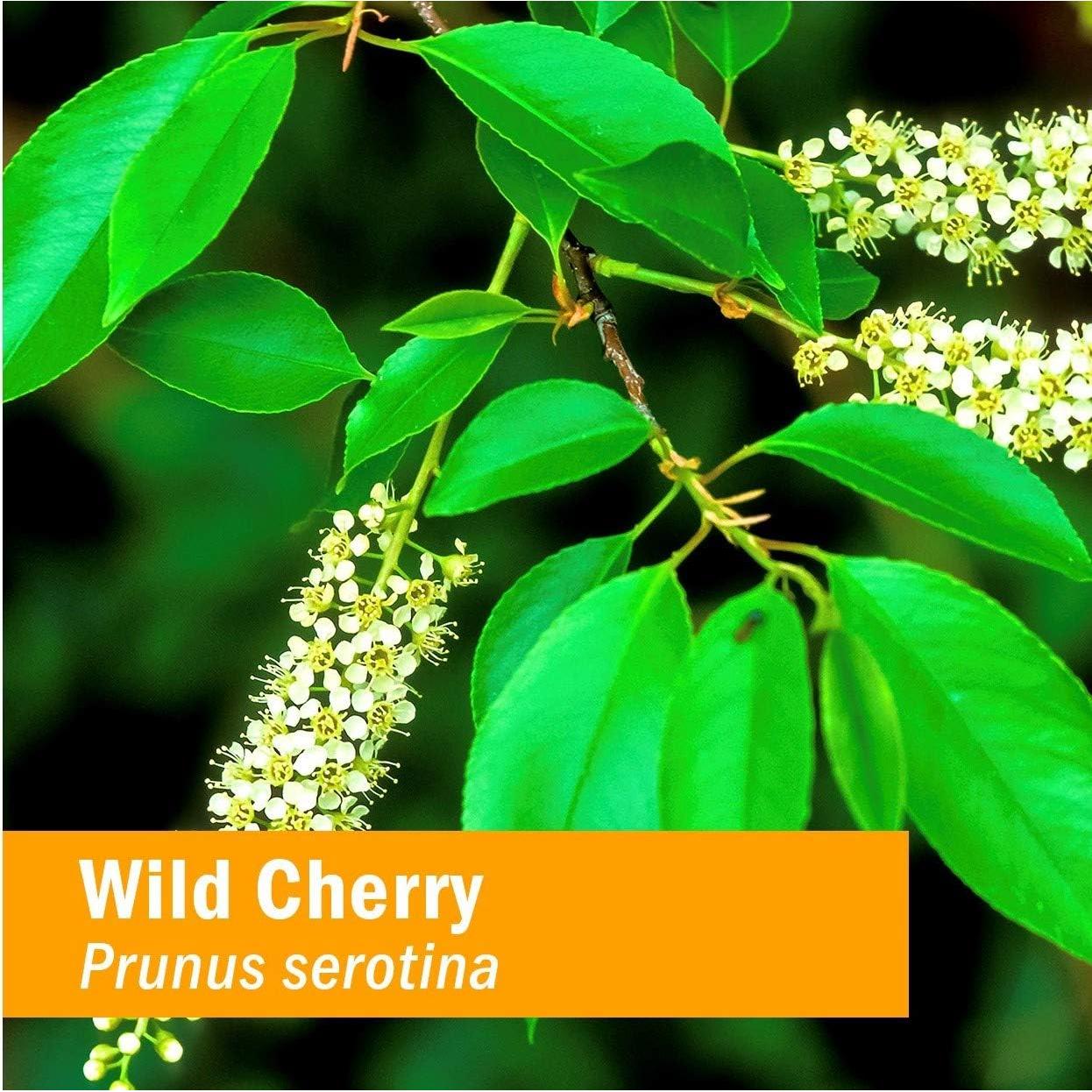 Extracto Líquido de Corteza de Cereza Silvestre Herb Pharm 60 ml - Paquete de 2