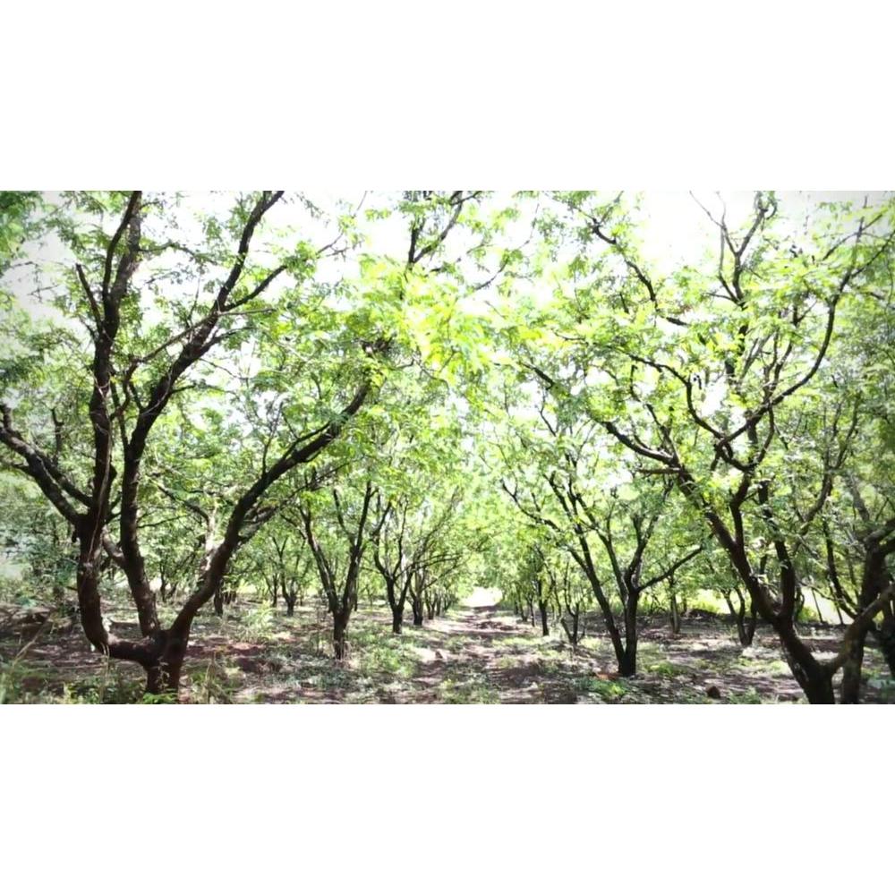 Pasta de Tamarindo Sin Hueso Happy Panda 396g - Natural Tailandés