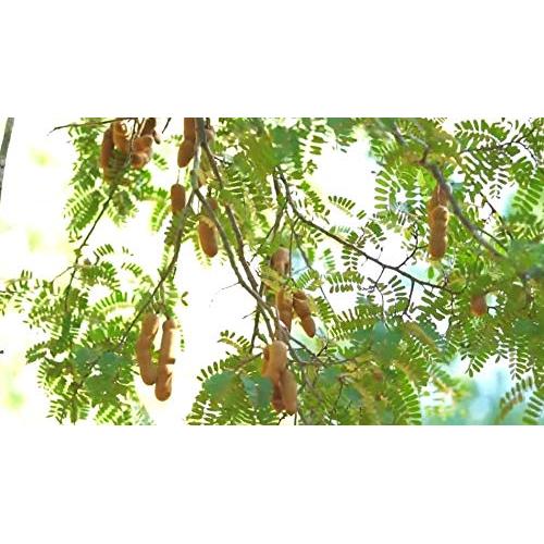 Pasta de Tamarindo Sin Hueso Happy Panda 396g - Natural Tailandés