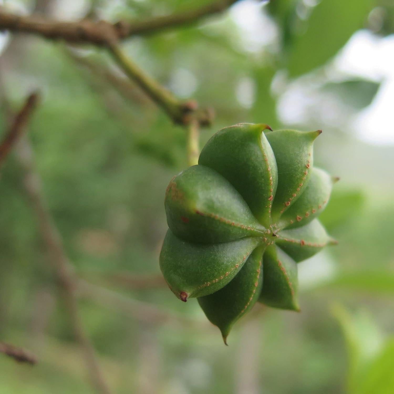 Anís Estrella Orgánico Entero Frontier Co-op 453g - Vainas Secas