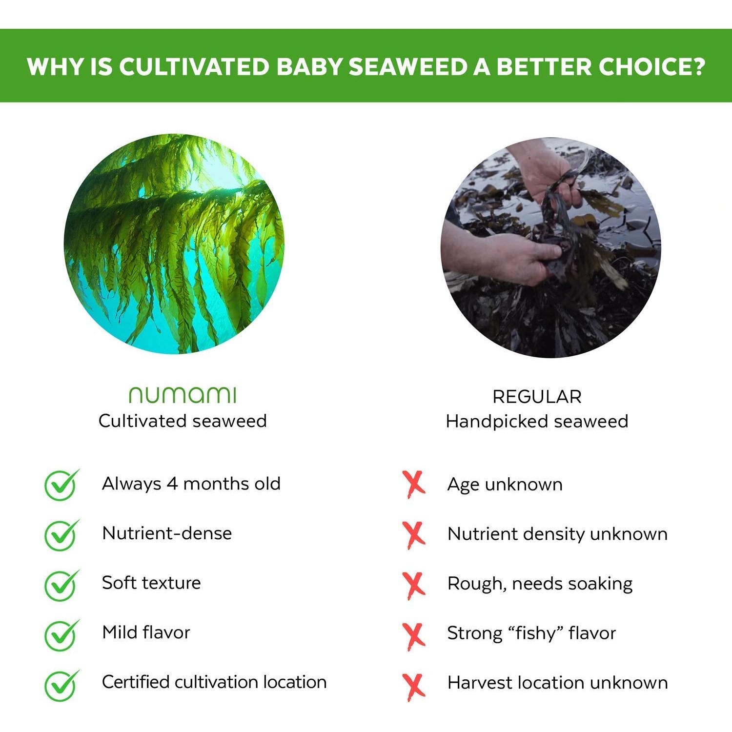 Polvo de Jugo de Césped de Cebada Numami 100% Orgánico 100g