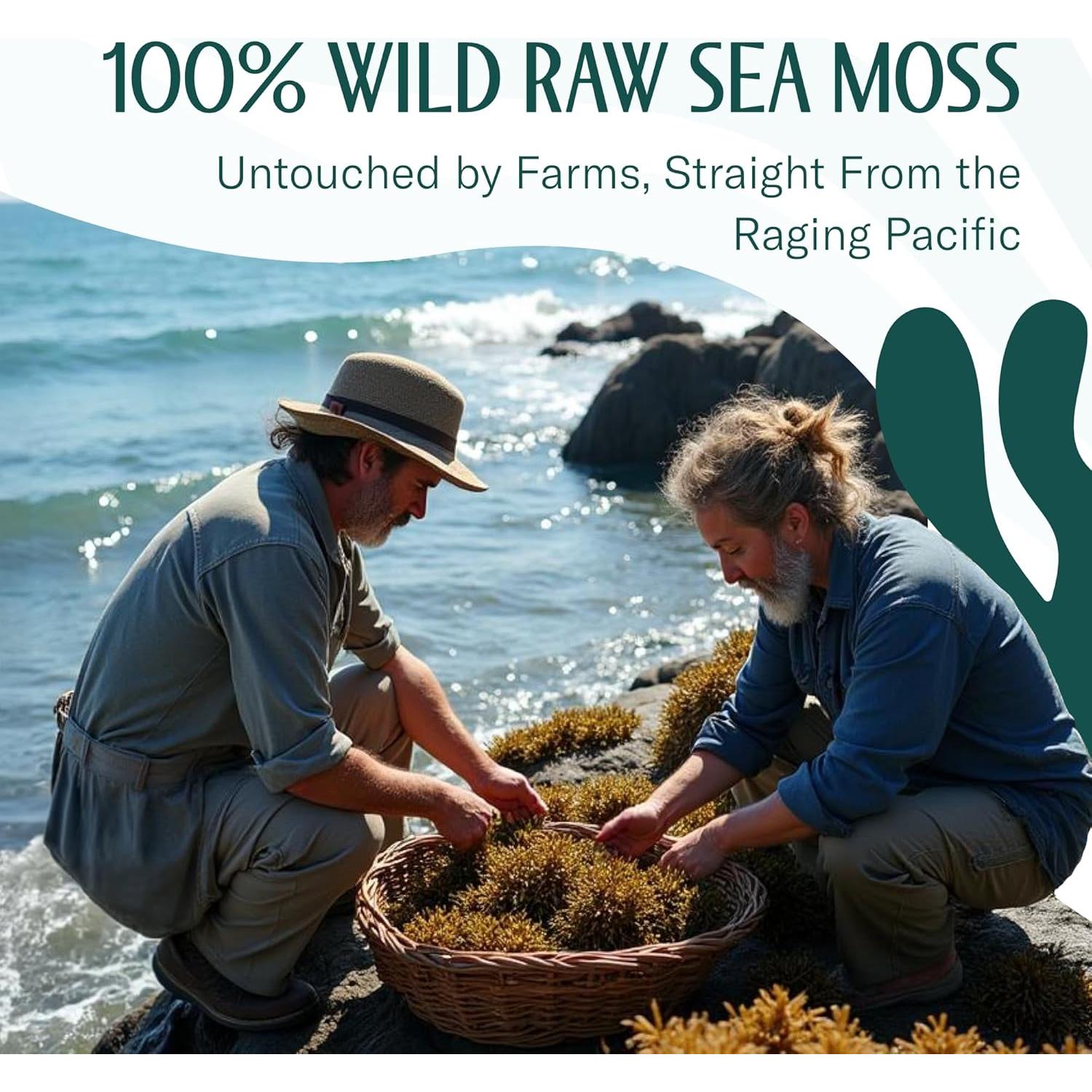 Musgo Marino Crudo Orgánico True Sea Moss - 56.7g