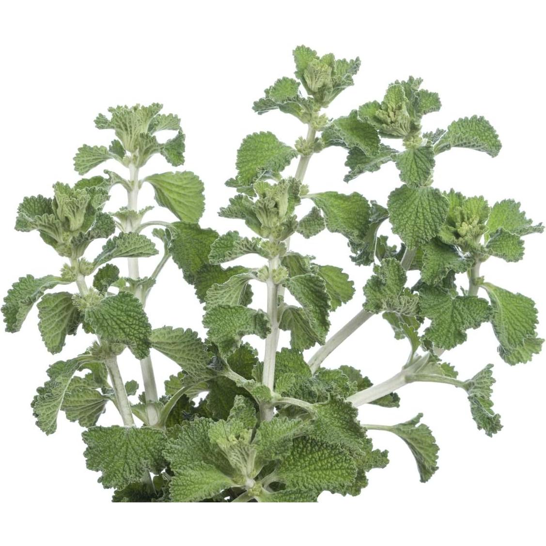 Té Herbal Salvia Blanca Health Embassy 50g - Natural y Libre de OGM