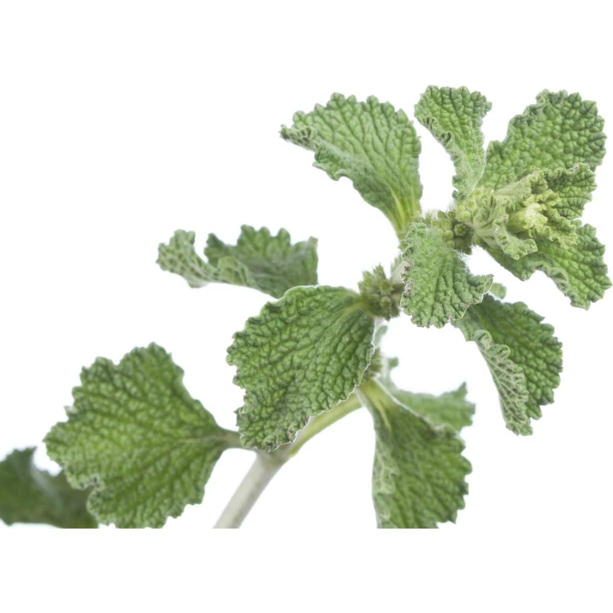 Té Herbal Salvia Blanca Health Embassy 50g - Natural y Libre de OGM