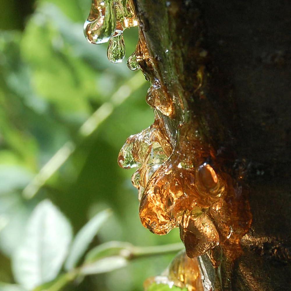 Aceite Esencial Aromatics International Copaiba 5ml Orgánico Puro