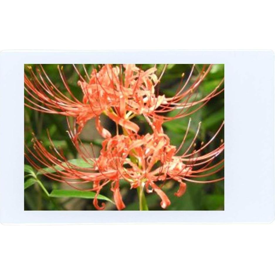 Películas Instantáneas Fujifilm Instax Mini - 100 Hojas