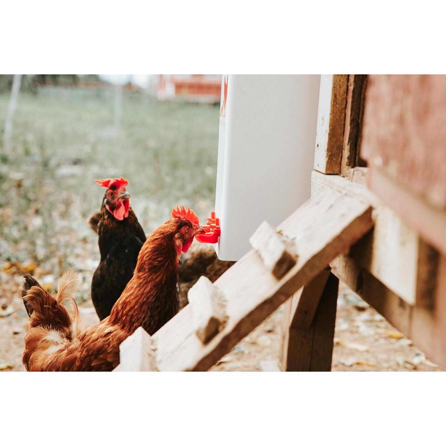 Bebedero Automático RentACoop 7.57L para Pollos y Patos