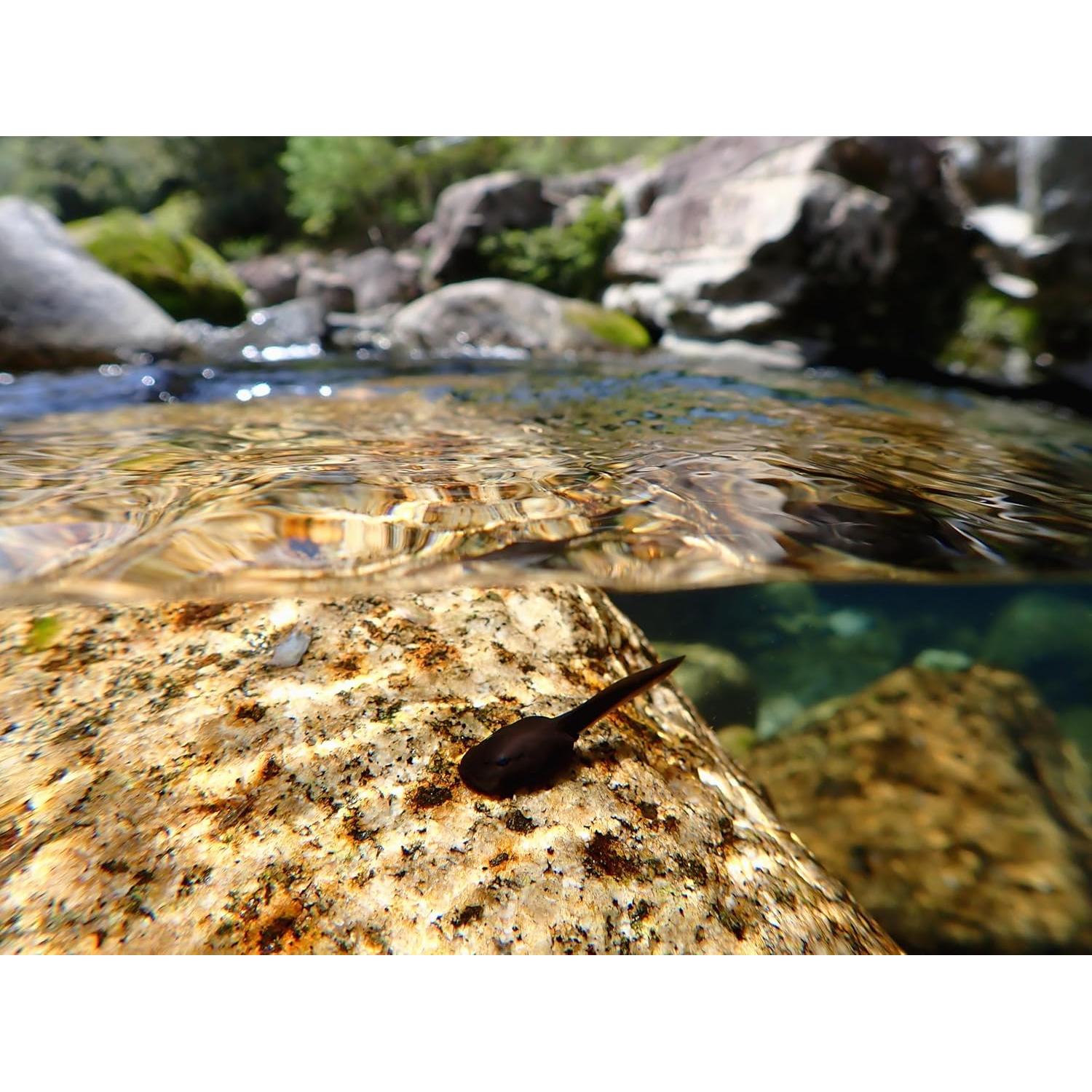 Cámara Digital OM SYSTEM Tough TG-7 Negra, Impermeable 15m