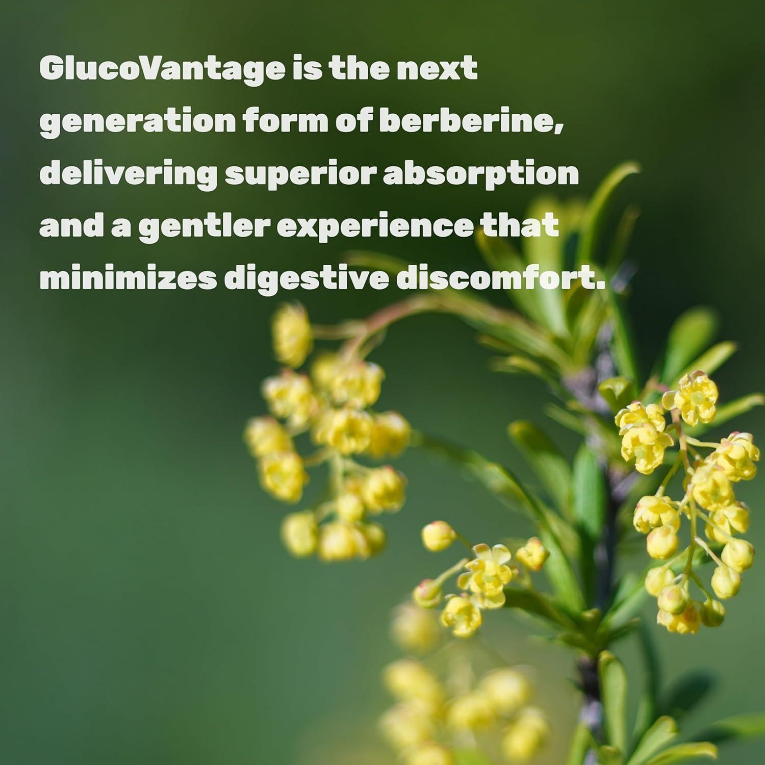 Dihidroberberina 100mg Deal Supplement 120 Cápsulas Veganas