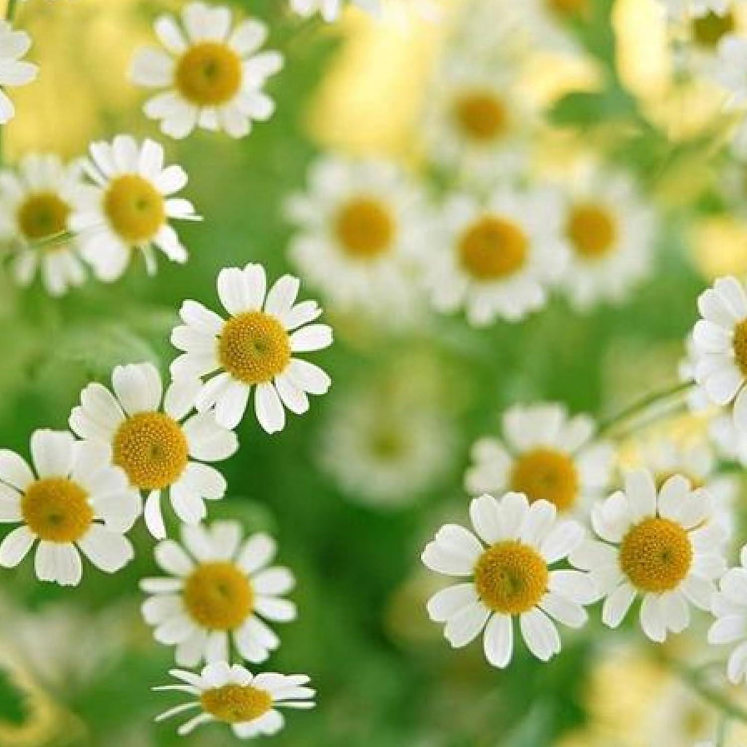 Té de Manzanilla Puro Kunming - 50 Bolsitas 80g Sin Cafeína