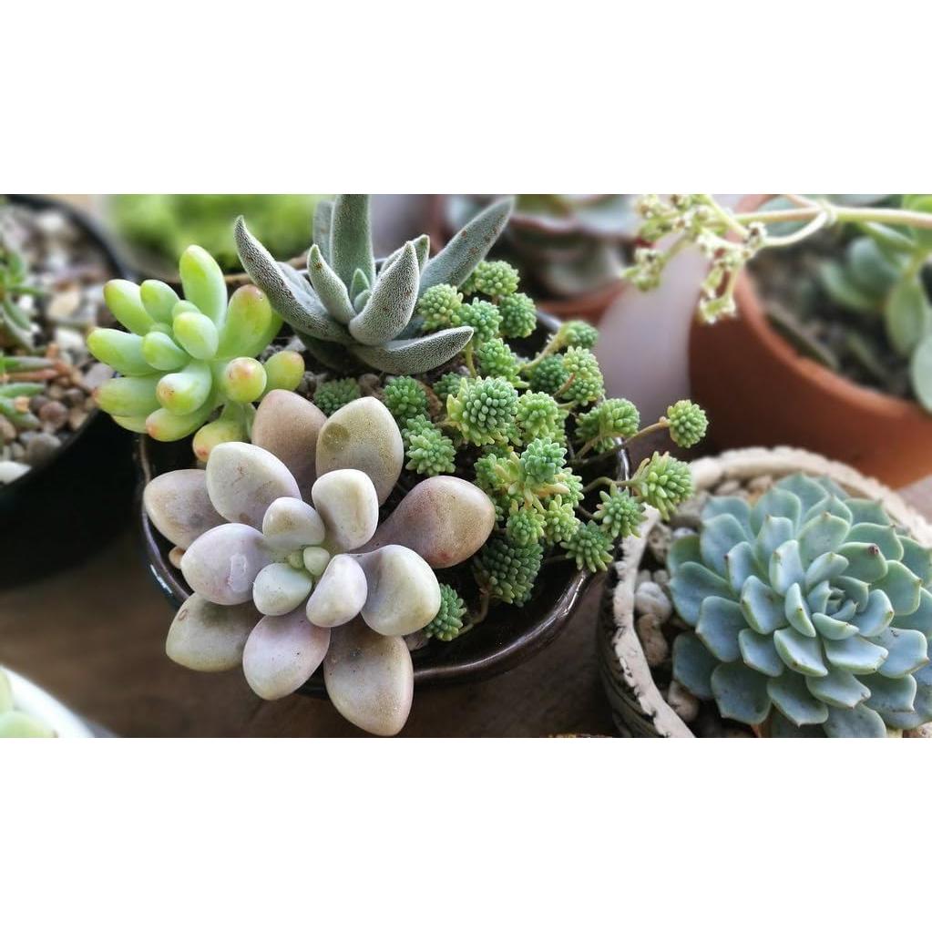 Mezcla de Tierra Orgánica Premium Gardenera 1L - Crecimiento Saludable