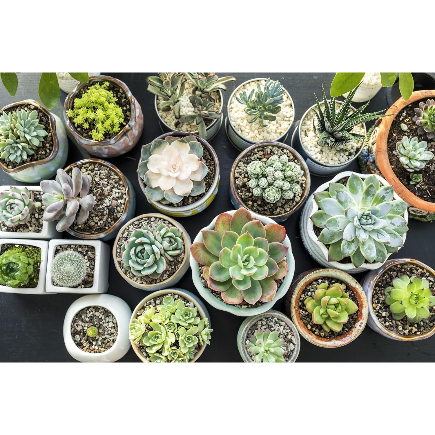 Mezcla de Tierra Orgánica Premium Gardenera 1L - Crecimiento Saludable