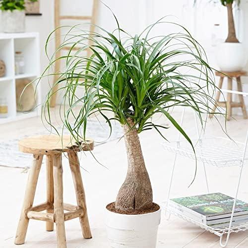 Mezcla de Tierra Orgánica Premium Gardenera 1L - Crecimiento Saludable