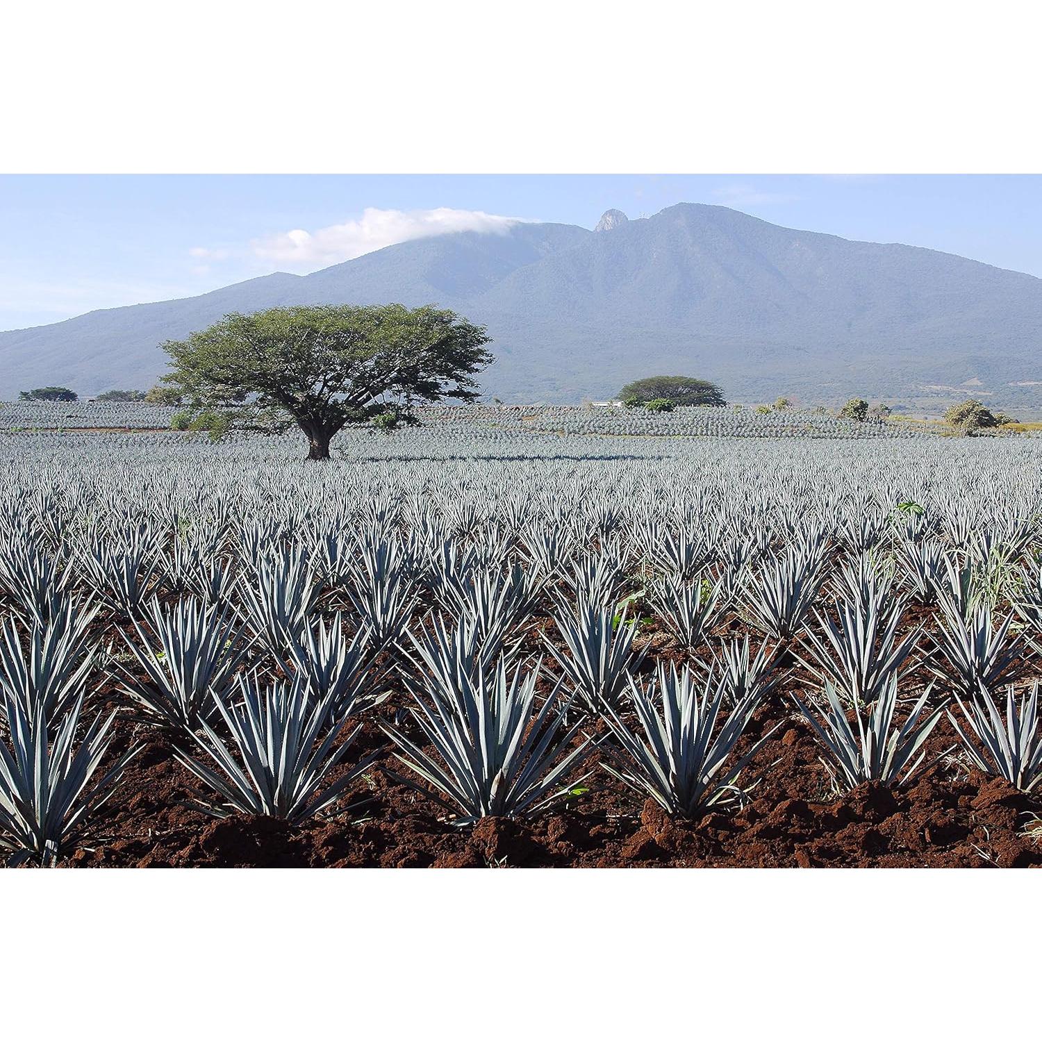 Néctar de Agave Orgánico Madhava 482 ml - Endulzante Natural