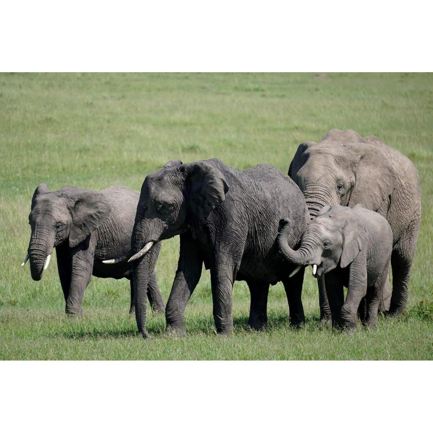 Lente Sony E 70-350mm F4.5-6.3 G OSS + Kit de Limpieza