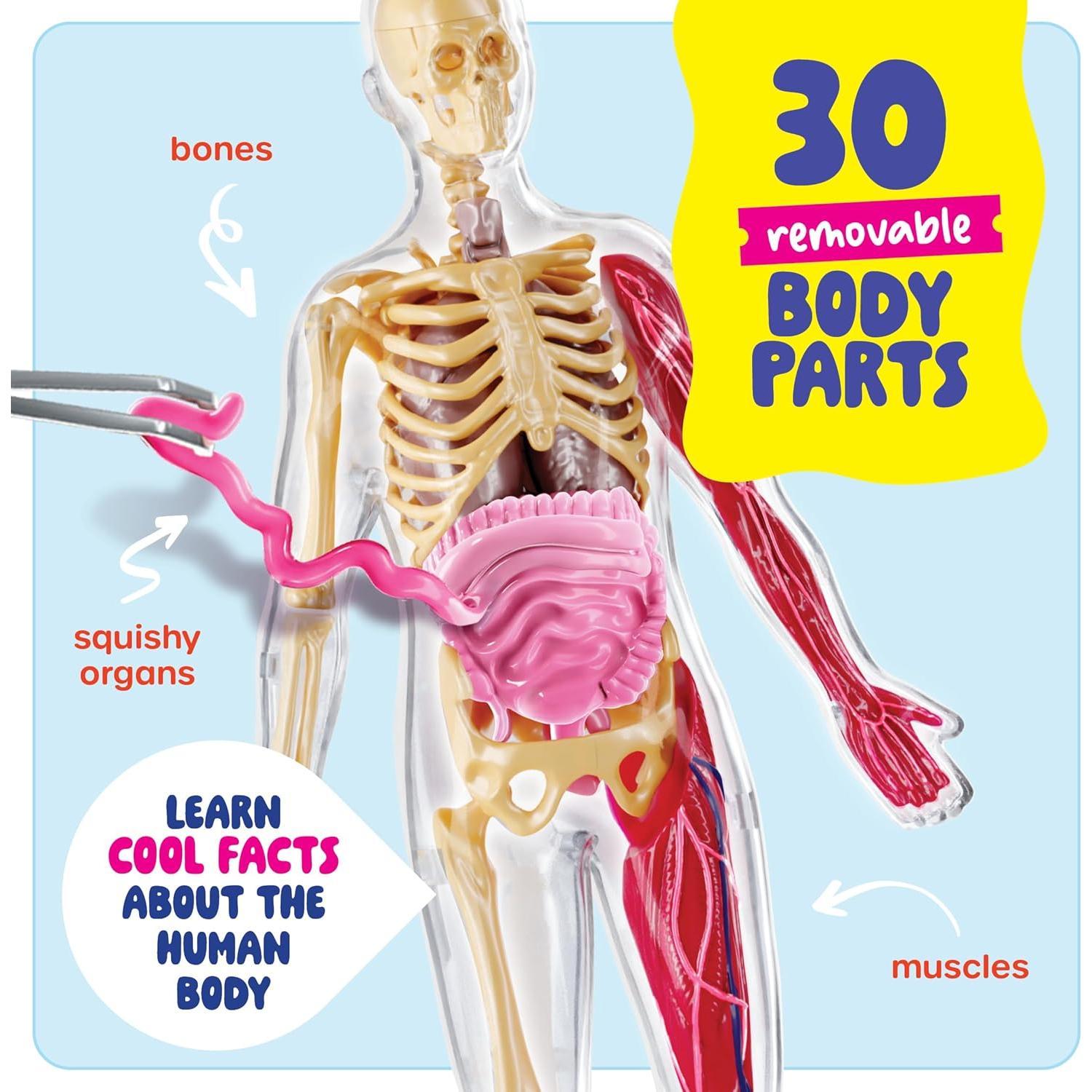 Dan&Darci Cuerpo Humano Squishy - Juguete Educativo 4-8 Años