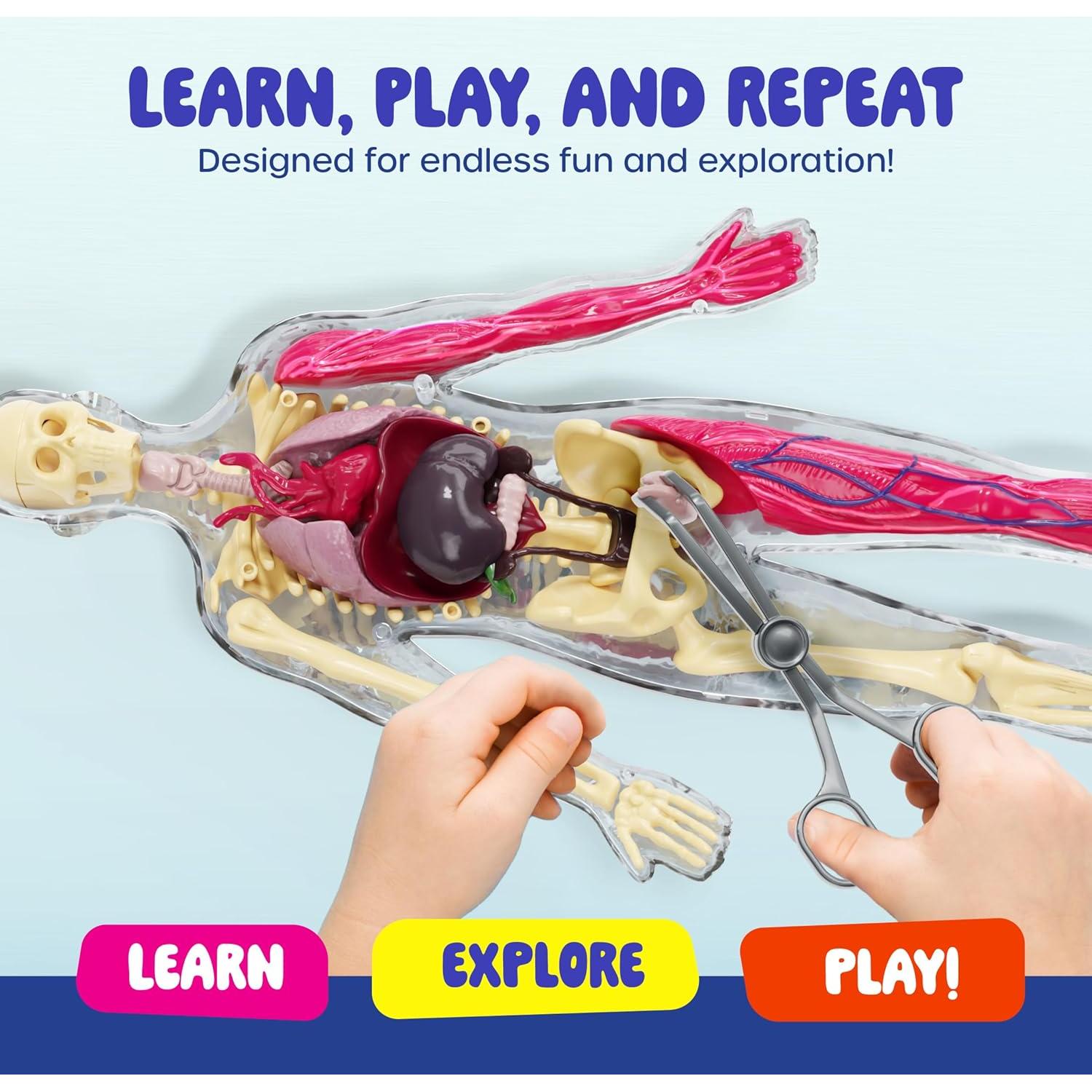 Dan&Darci Cuerpo Humano Squishy - Juguete Educativo 4-8 Años