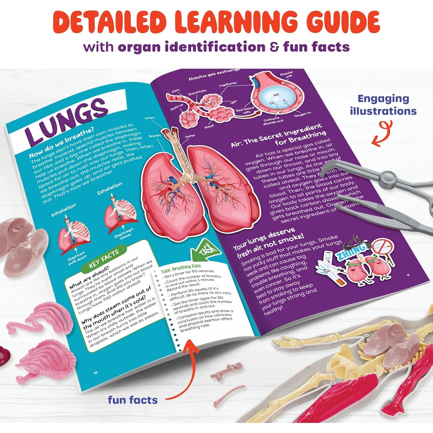 Dan&Darci Cuerpo Humano Squishy - Juguete Educativo 4-8 Años