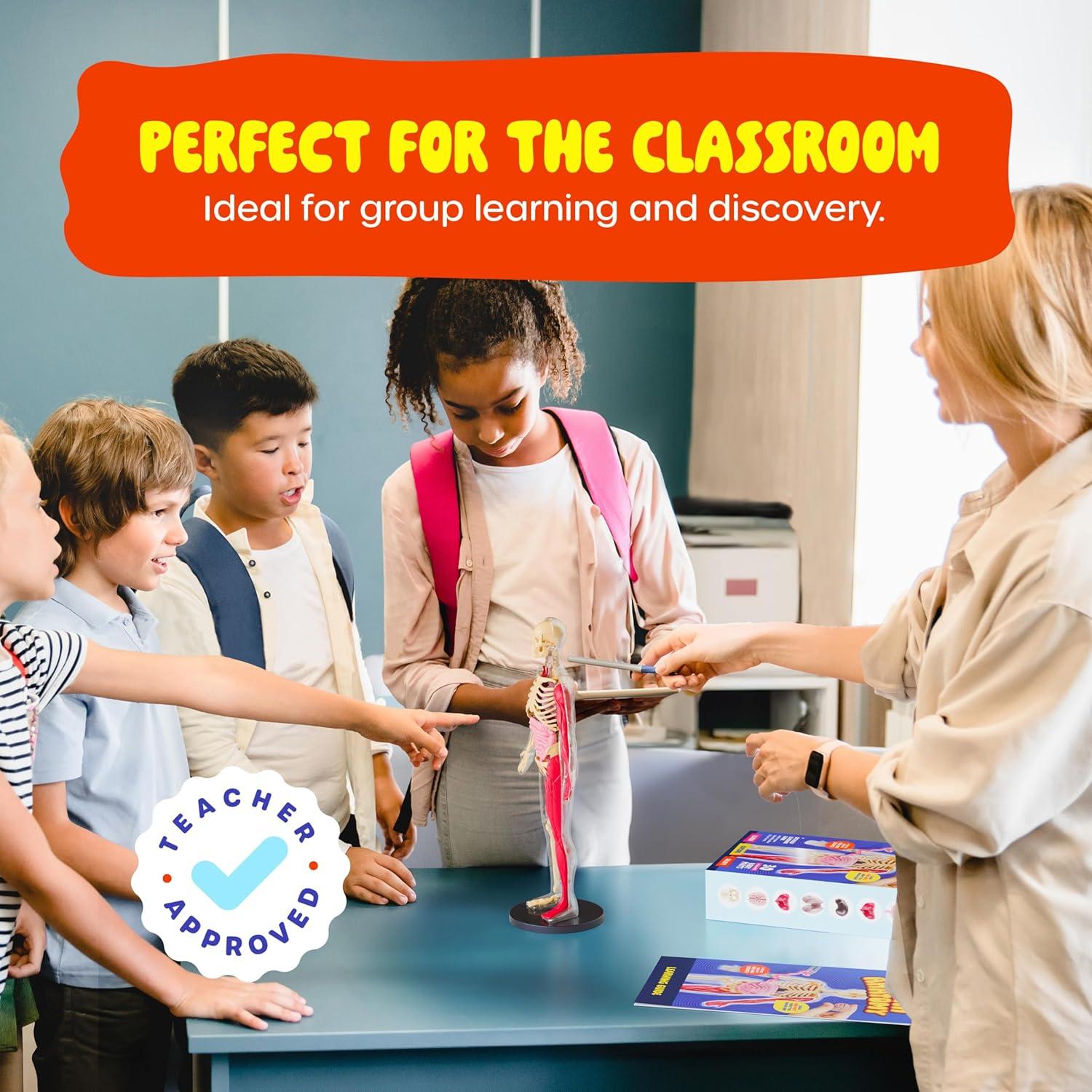 Dan&Darci Cuerpo Humano Squishy - Juguete Educativo 4-8 Años