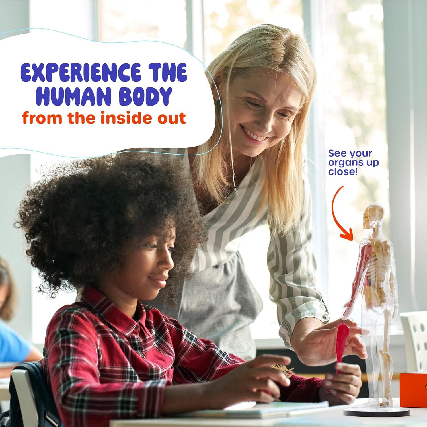 Dan&Darci Cuerpo Humano Squishy - Juguete Educativo 4-8 Años