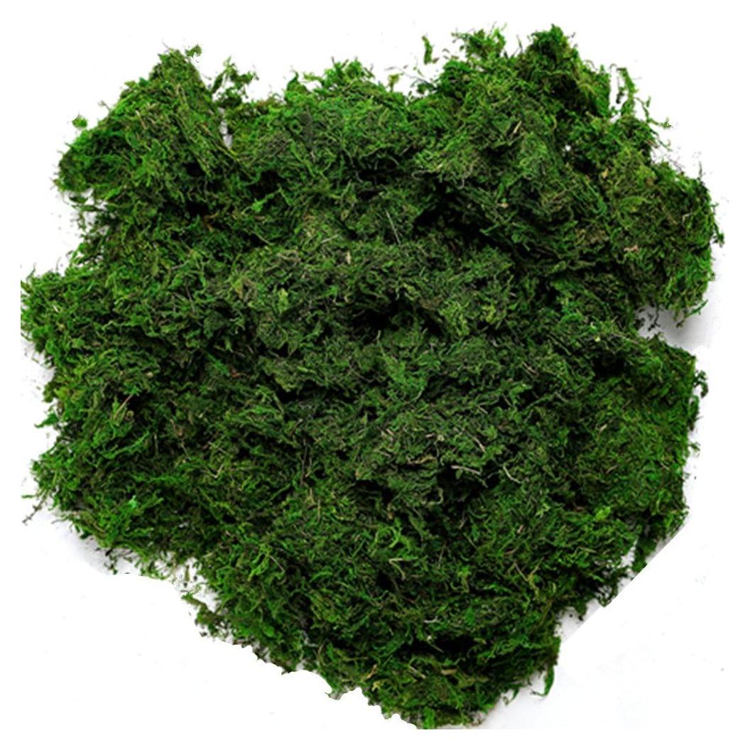 Musgo Conservado Byher 92926 Verde Fresco 0.45kg