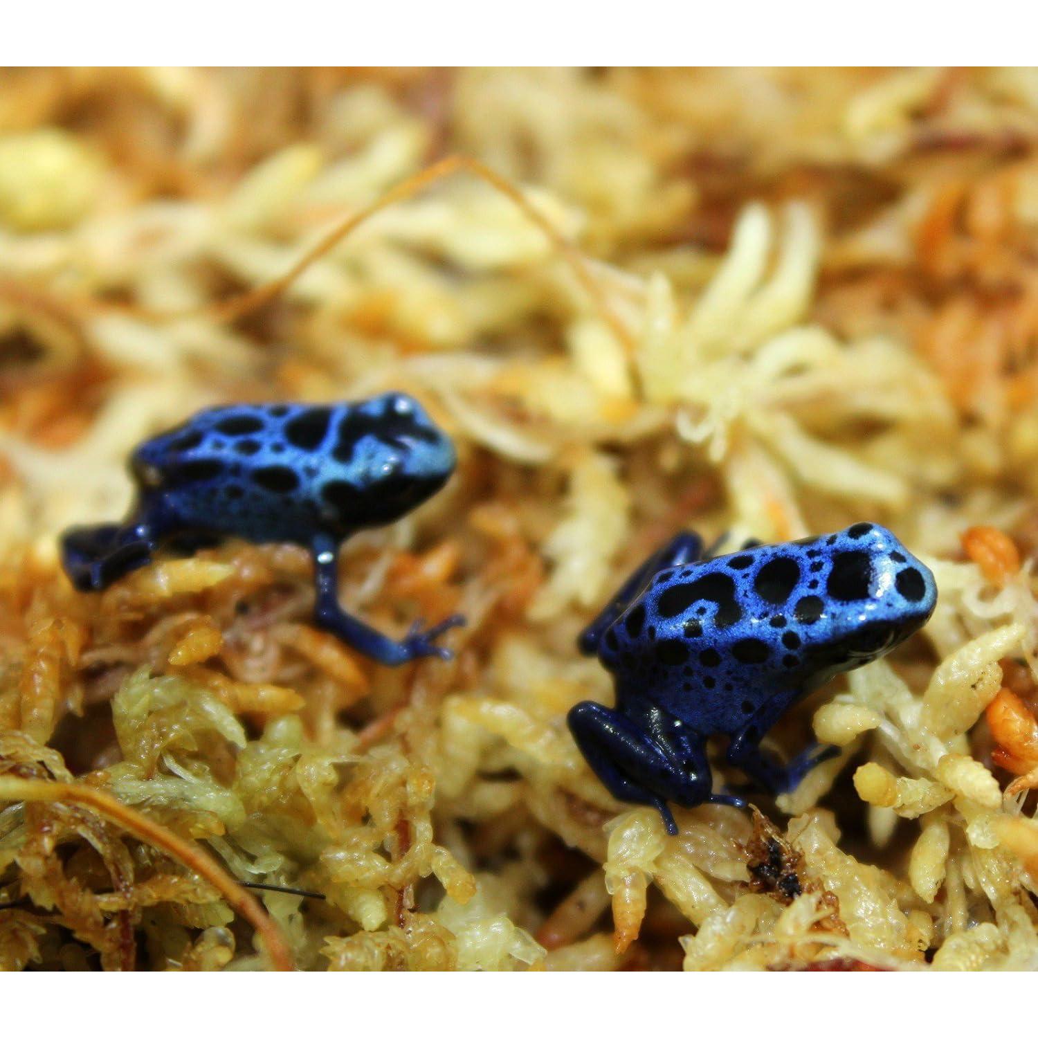 Musgo Sphagnum Premium Besgrow 100g - Ideal para Orquídeas