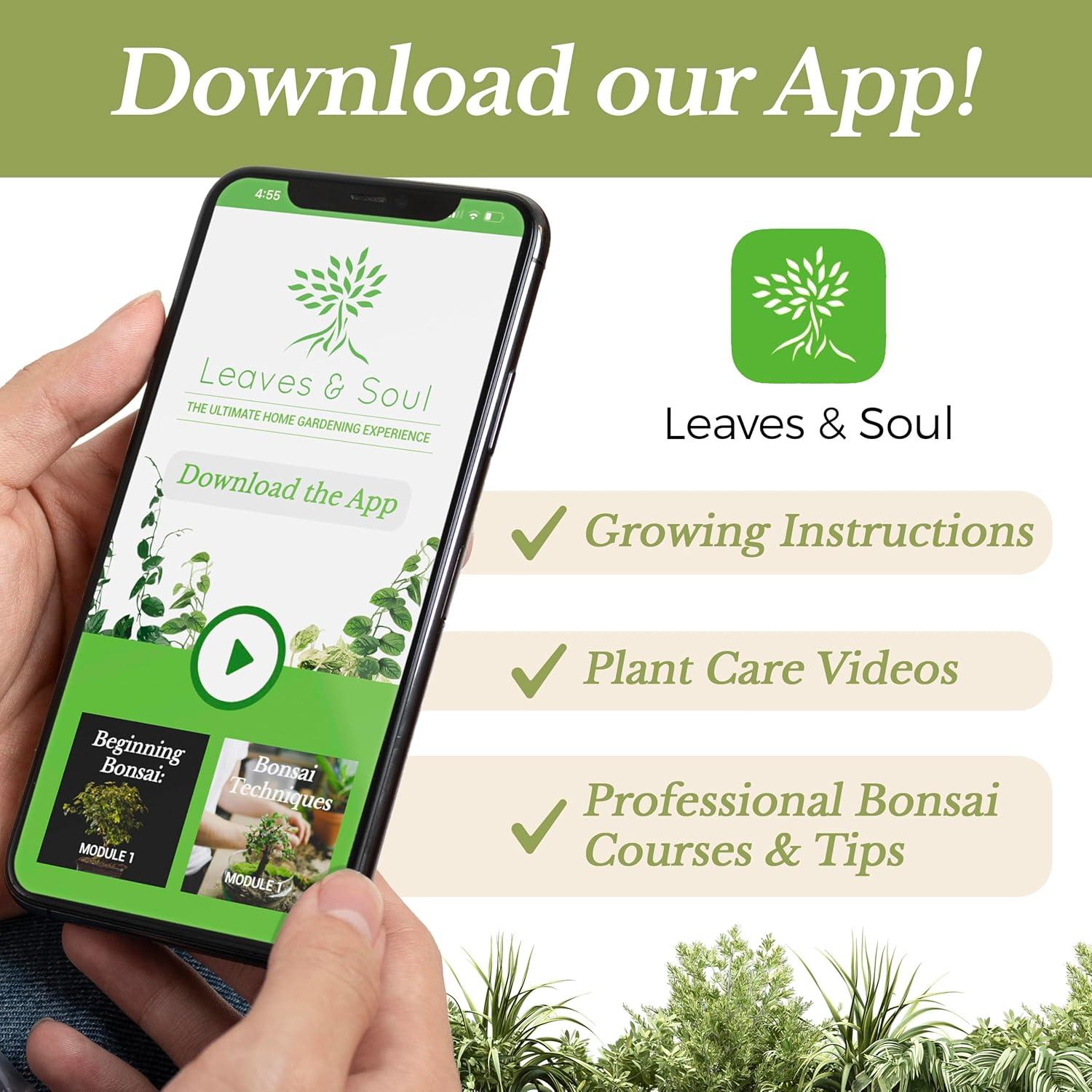 Fertilizante Líquido Bonsai Leaves and Soul 3-1-2 226.8 g