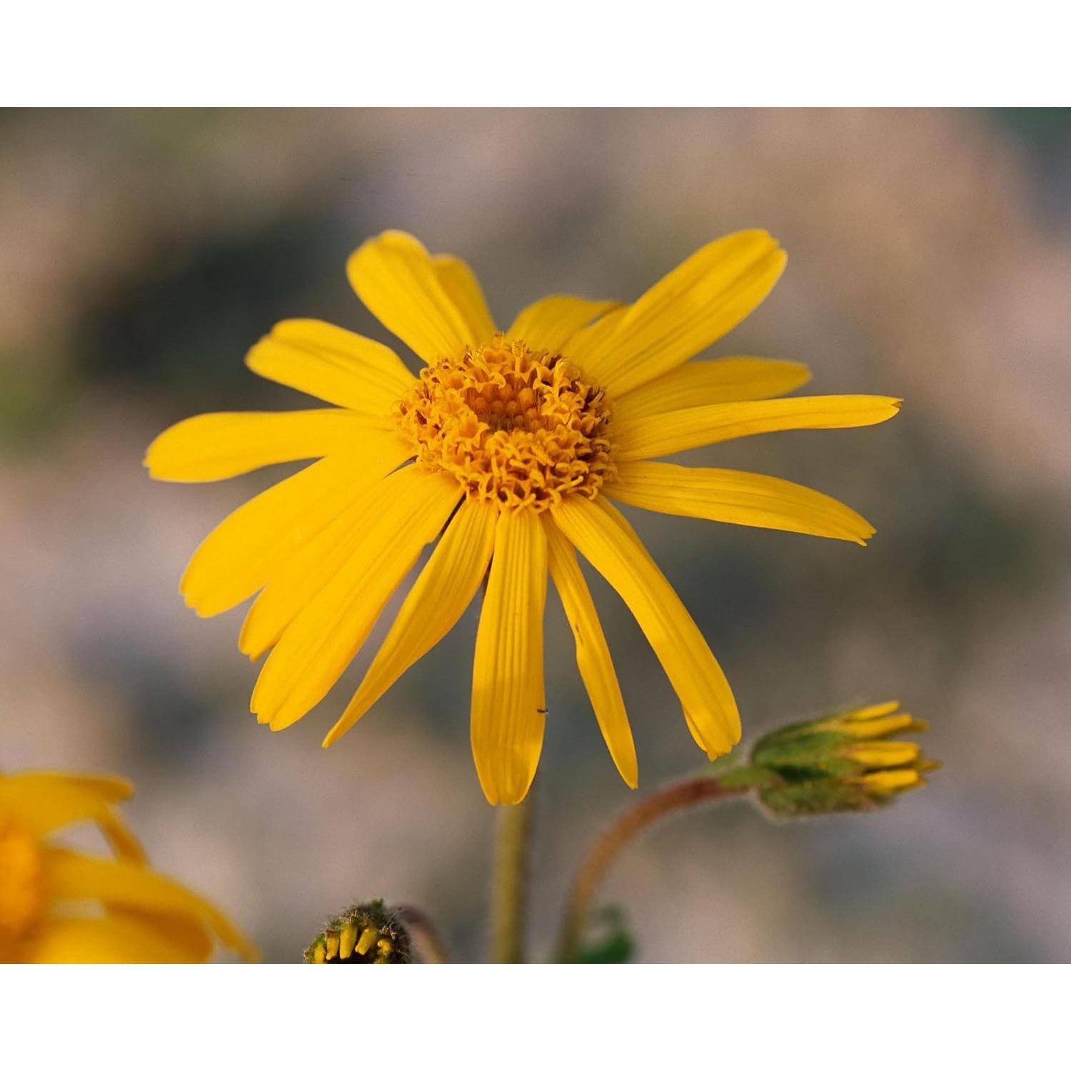 Aceite de Árnica Orgánico Herb Pharm 30 ml - Uso Externo