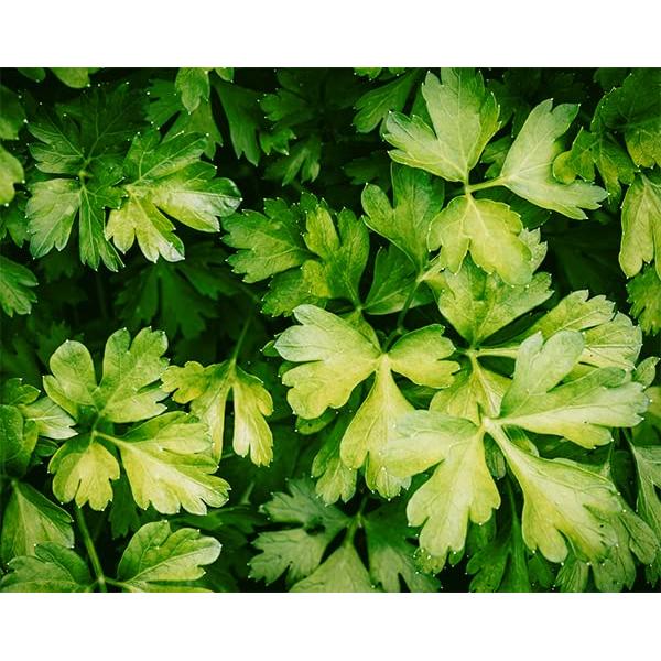 Cebollino Sencillo 113.4 g - Hierba Francesa Secada