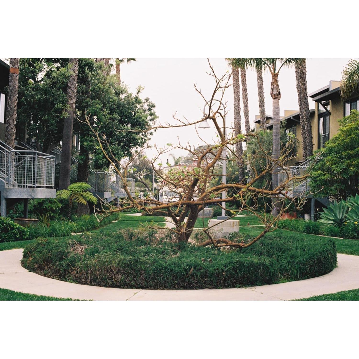 Película Negativa Color FUJIFILM 200 - Paquete de 3 Rolls 36 Exposiciones