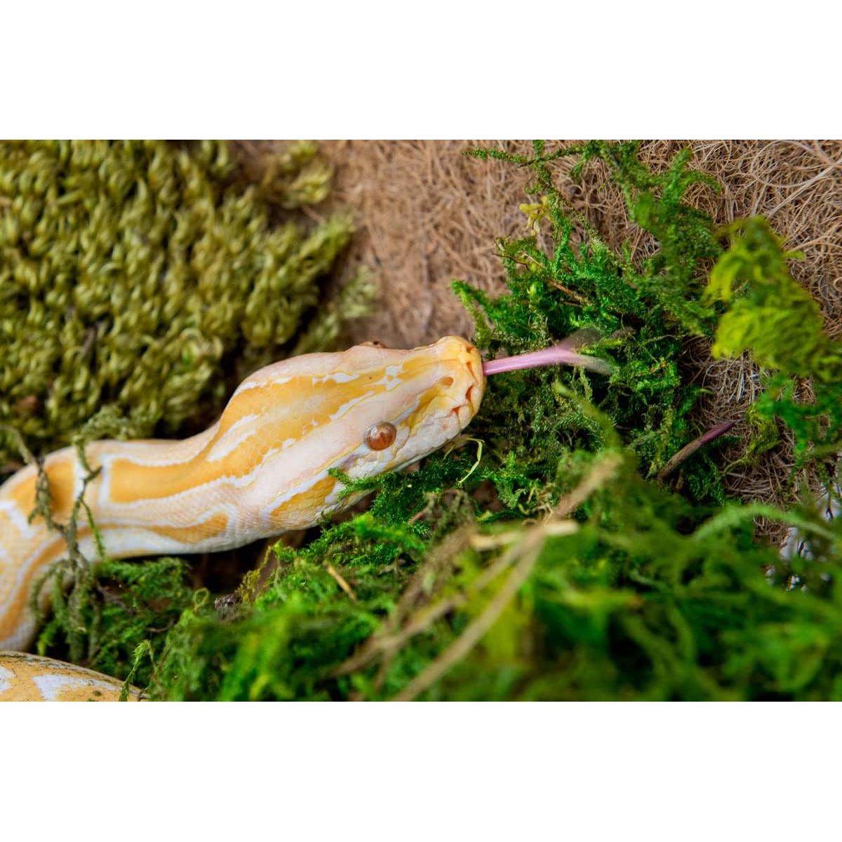 Musgo Sphagnum Verde Galápagos 4QT para Terrario