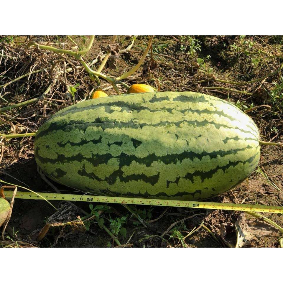 Fertilizante Líquido Secreto del Agricultor 227g - Aumenta Frutas y Flores