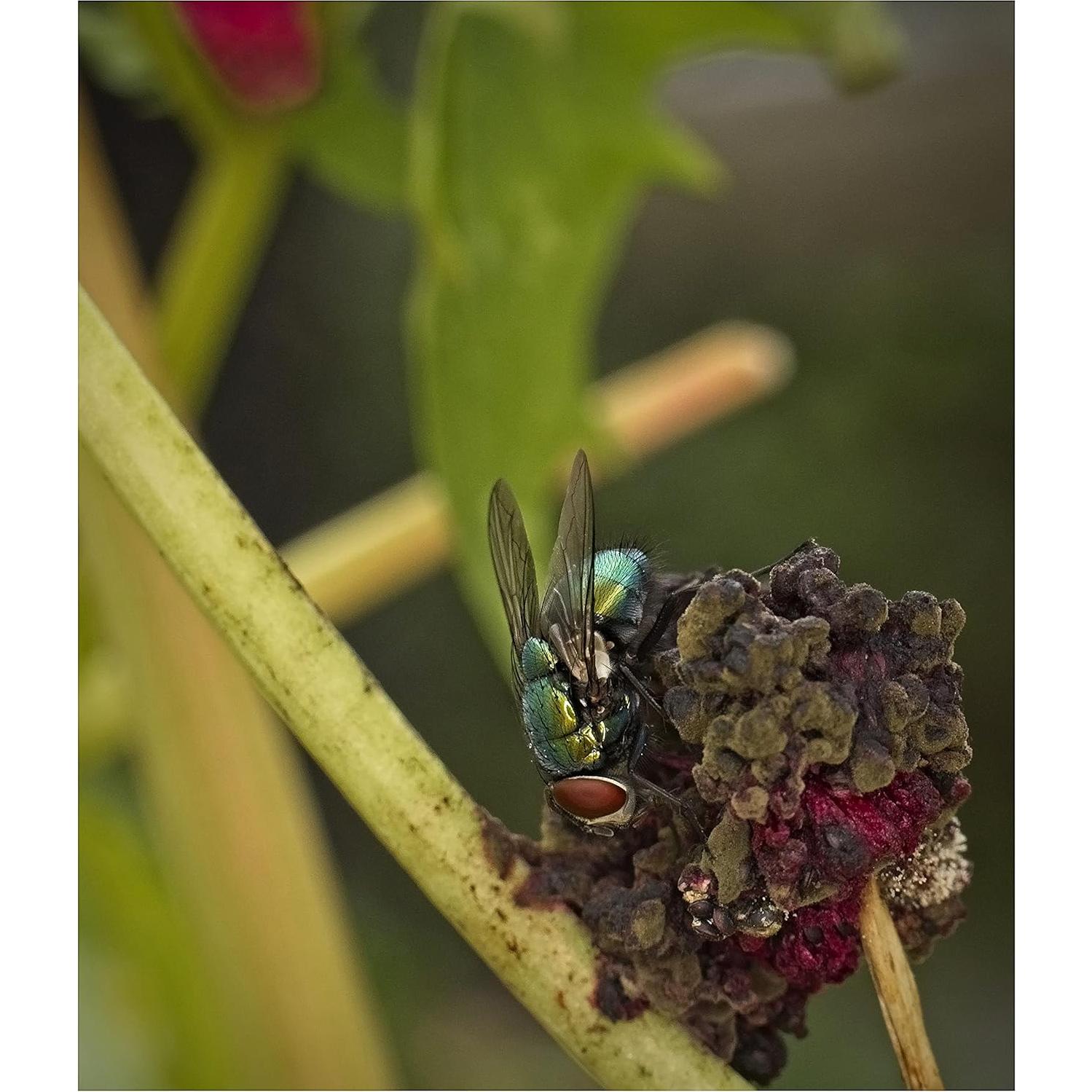 Lente Macro Digital +10 Acromático 39mm para Cámaras