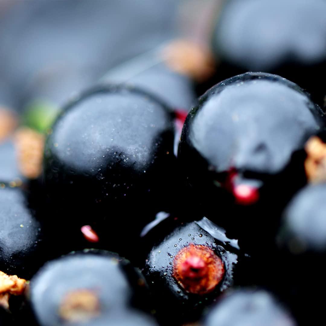 Polvo de Grosella Negra Orgánica ViBERi 180g - Vitamina C