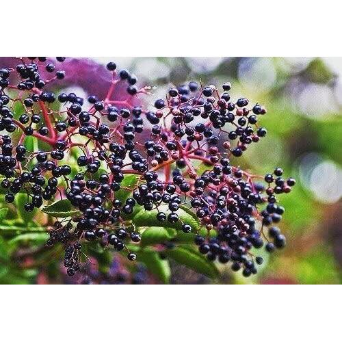 Jarabe de Saúco Negro Norm's Farms con Miel y Canela - 227 g