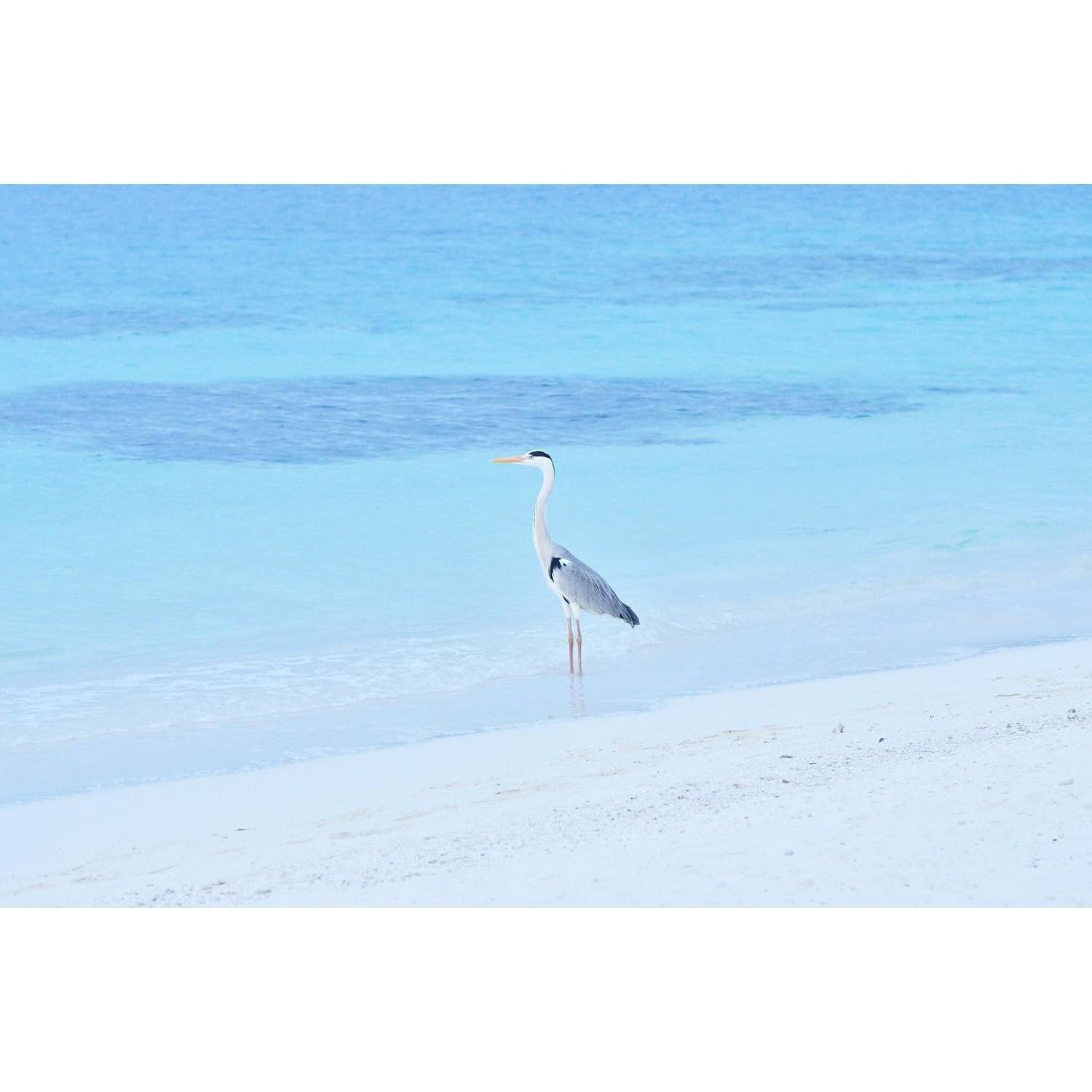 Monóculo Kenko 7x18 Compacto con Funda y Correa