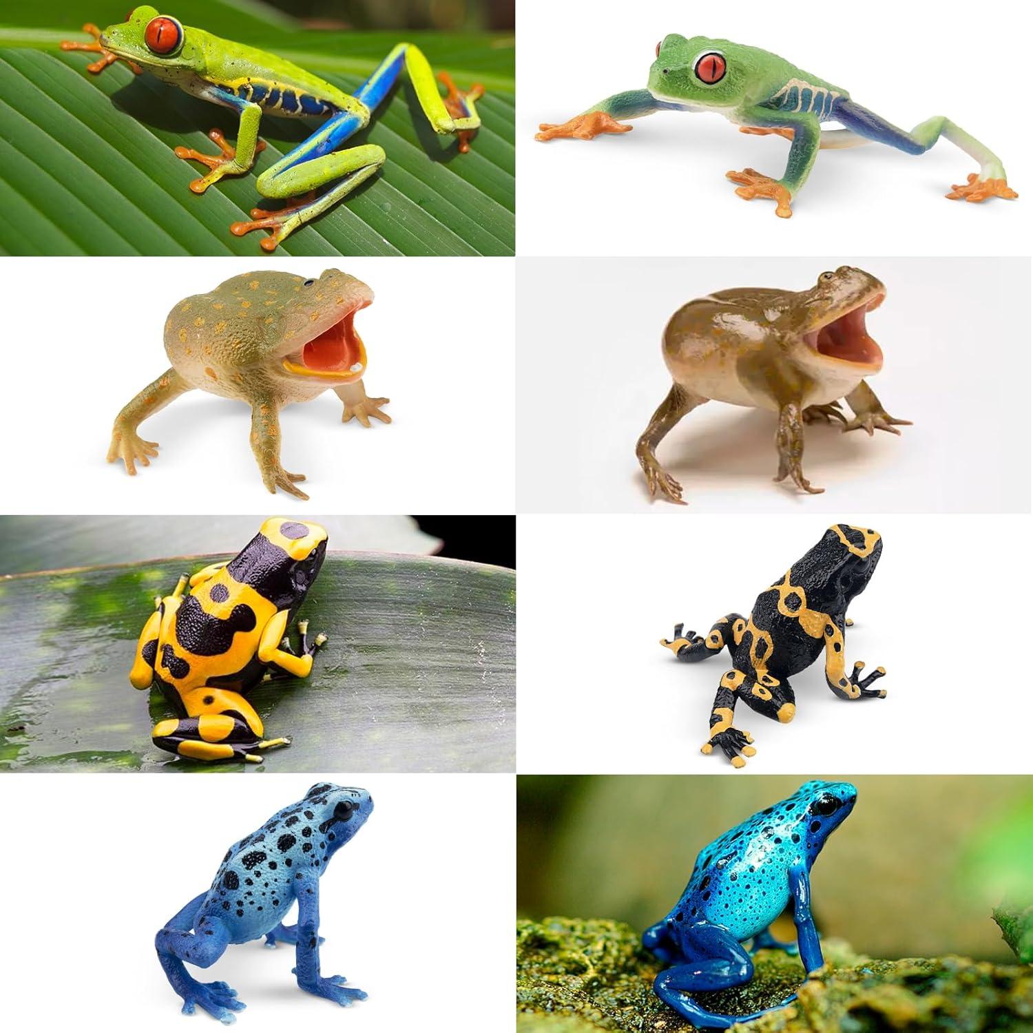 Set de Figuras de Ranas Toymany - 12PCS Juguetes Realistas