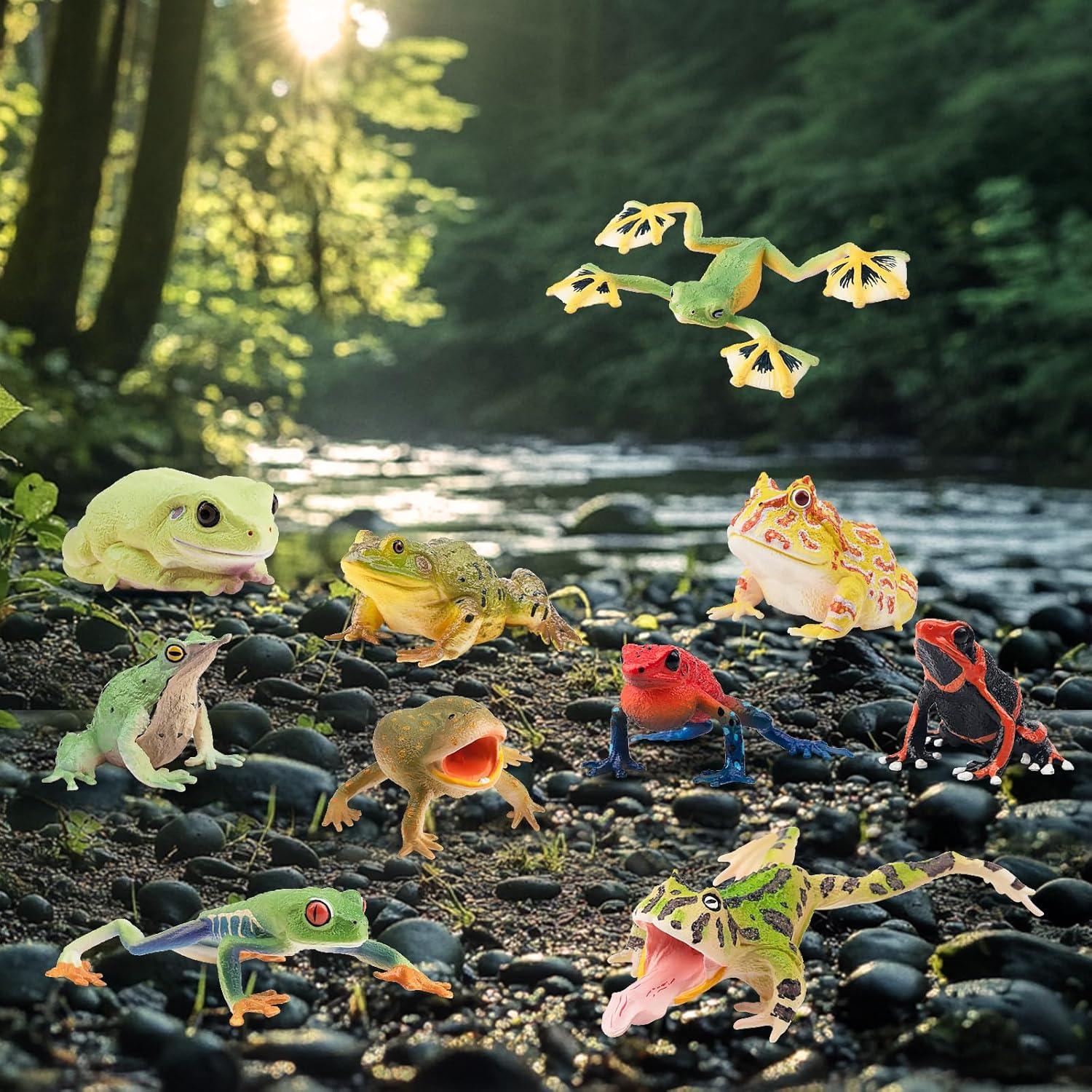 Set de Figuras de Ranas Toymany - 12PCS Juguetes Realistas