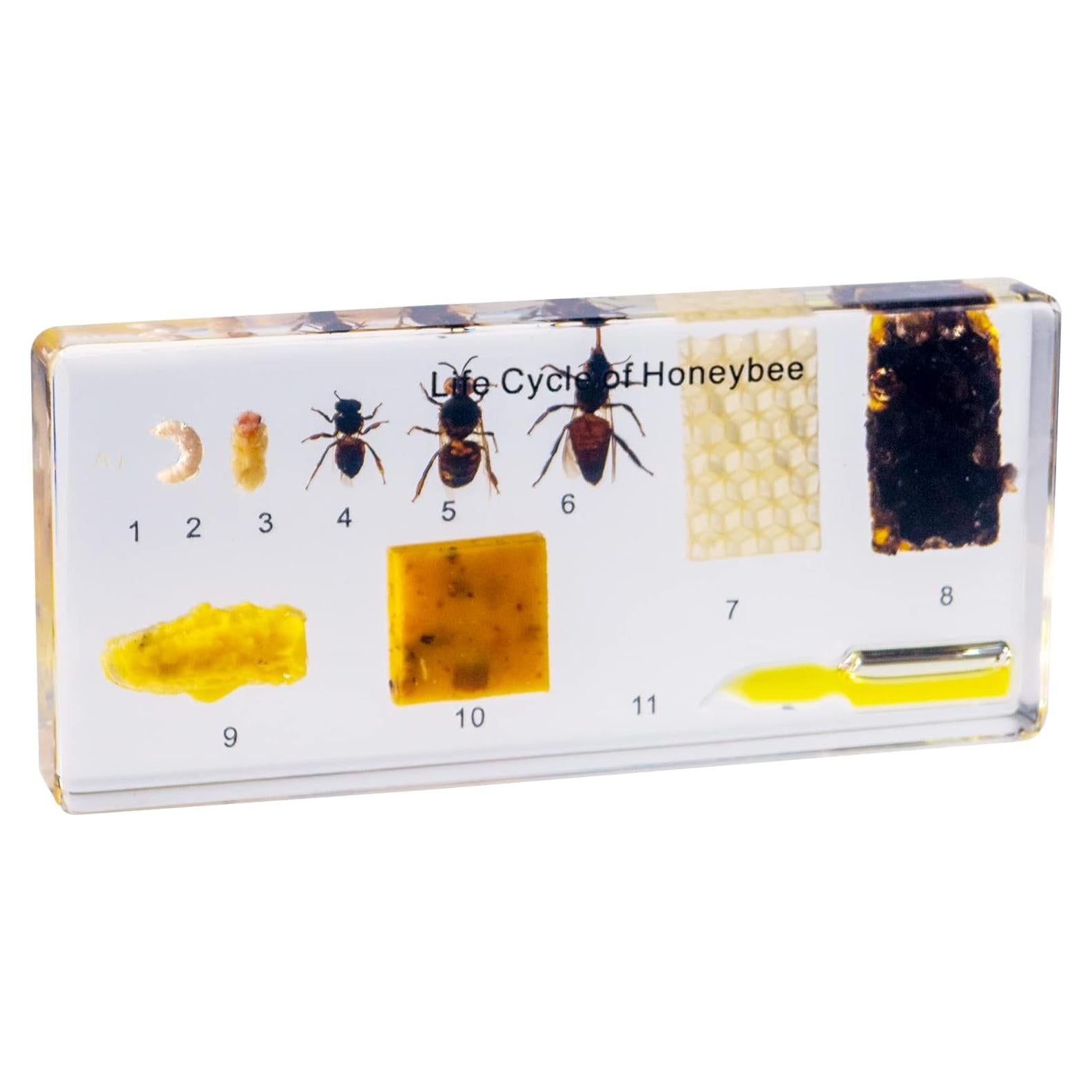 Ciclo de Vida de Insectos en Resina EJLIFEBOX - Abeja de Miel